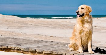 Cavalls i cans podran passejar per la platja només a primera i a última hora del dia
