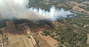 La reforestació de Cala Saona en fase d’estudi