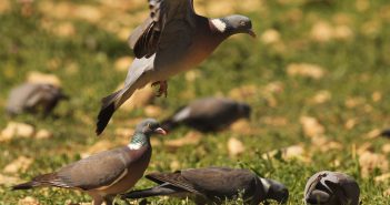 Els coloms una plaga contra el raïm de Formentera