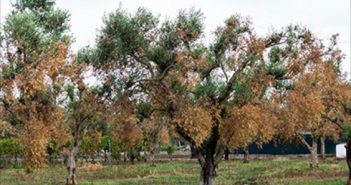 Europa donarà el vistiplau al pla de contenció de la Xylella per a Balears