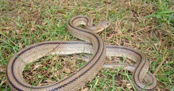 Edgar Vilamajor, tècnic de control de fauna del Govern de les Illes Balears.