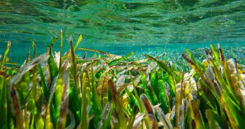 El Festival Save Posidonia programa un centenar d’activitats per conscienciar i protegir aquesta planta marina