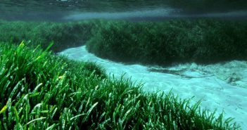 El fòrum del Festival Save Posidonia portarà a representants del Ministeri i del Govern i servirà per fer “pressió” en favor de la protecció de la mar