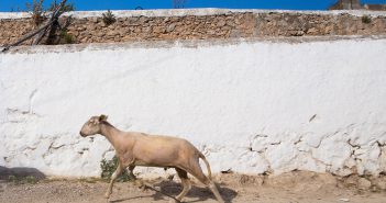 Cabres, ovelles i gallines «100 Autóctona»