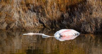 Trobat un quart flamenc mort a Formentera