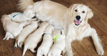 Canvis hormonals durant l’embaràs de les nostres mascotes