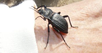 Protecció per a l’escarabat de Formentera