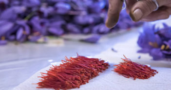 «Per aconseguir un quilo de safrà, has d’agafar 250 mil flors»