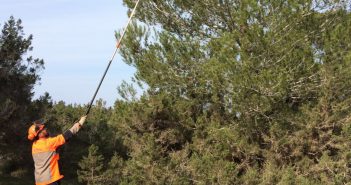 Formentera duplica les captures de processionària del Pi