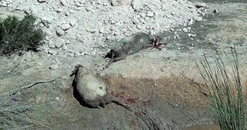 Un nou atac de cans mata a vuit ovelles