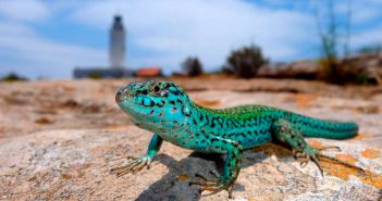 «Fa 6 milions d’anys ja existien les sargantanes a Formentera»