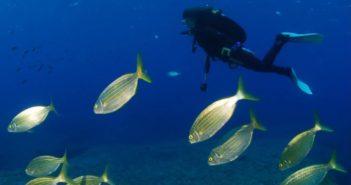 El Club Sota s’Aigu fomenta el coneixement dels peixos locals als col·legis de Formentera