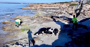 Retirat el cadàver d’una vaca a Migjorn