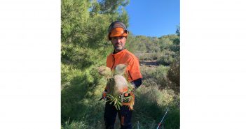 1500 bosses de processionària menys