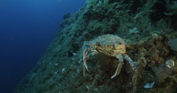 Una cranca capturada a Formentera accidentalment és amollada a s’Espardelló