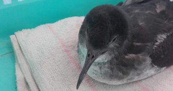 Rescatat un poll de virot petit as Caló