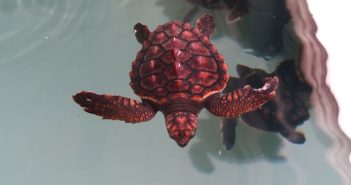 L’Oceanogràfic de València acull 18 tortugues nascudes a Eivissa