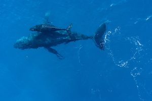 Una balena amb la seva cria.