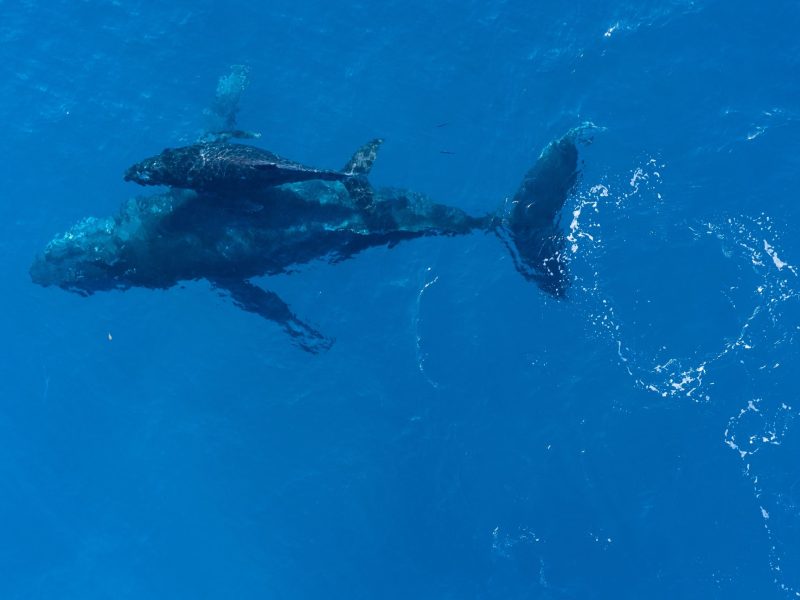 Una balena amb la seva cria.
