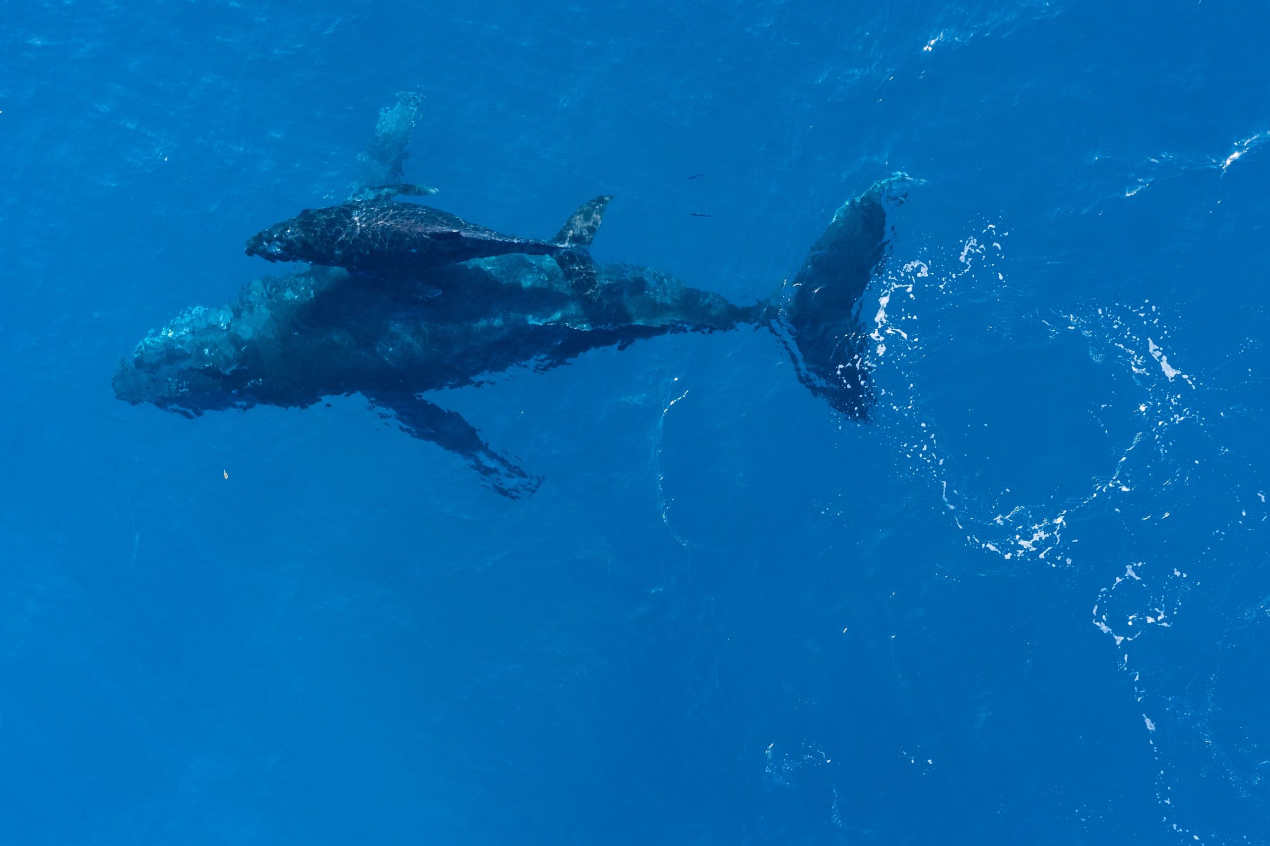 Una balena amb la seva cria.