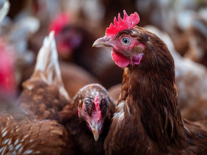 Gallines a una granja.