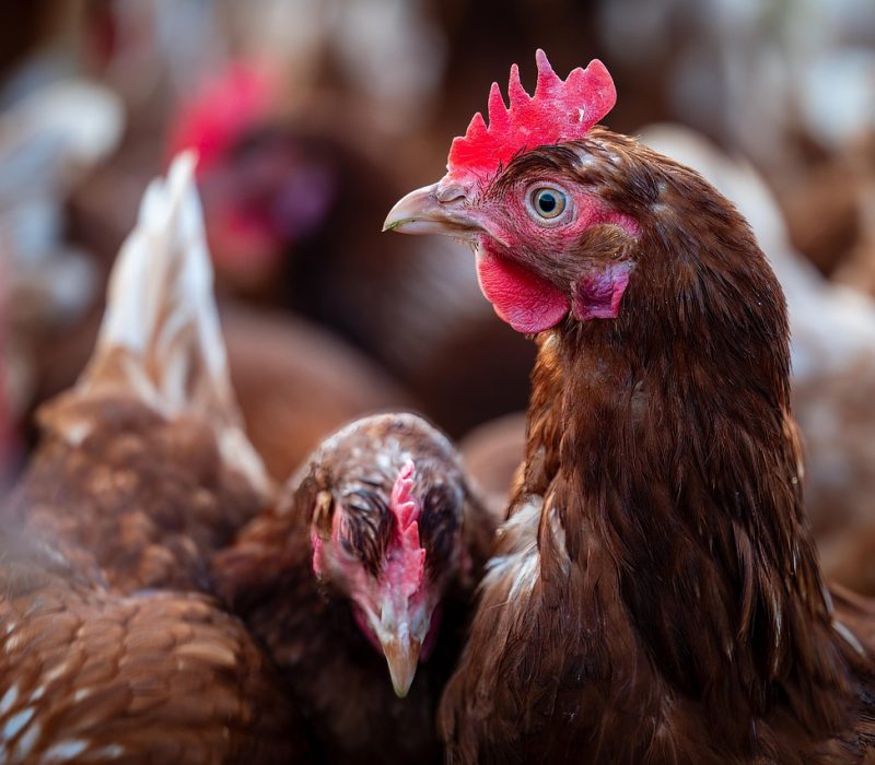 Gallines a una granja.