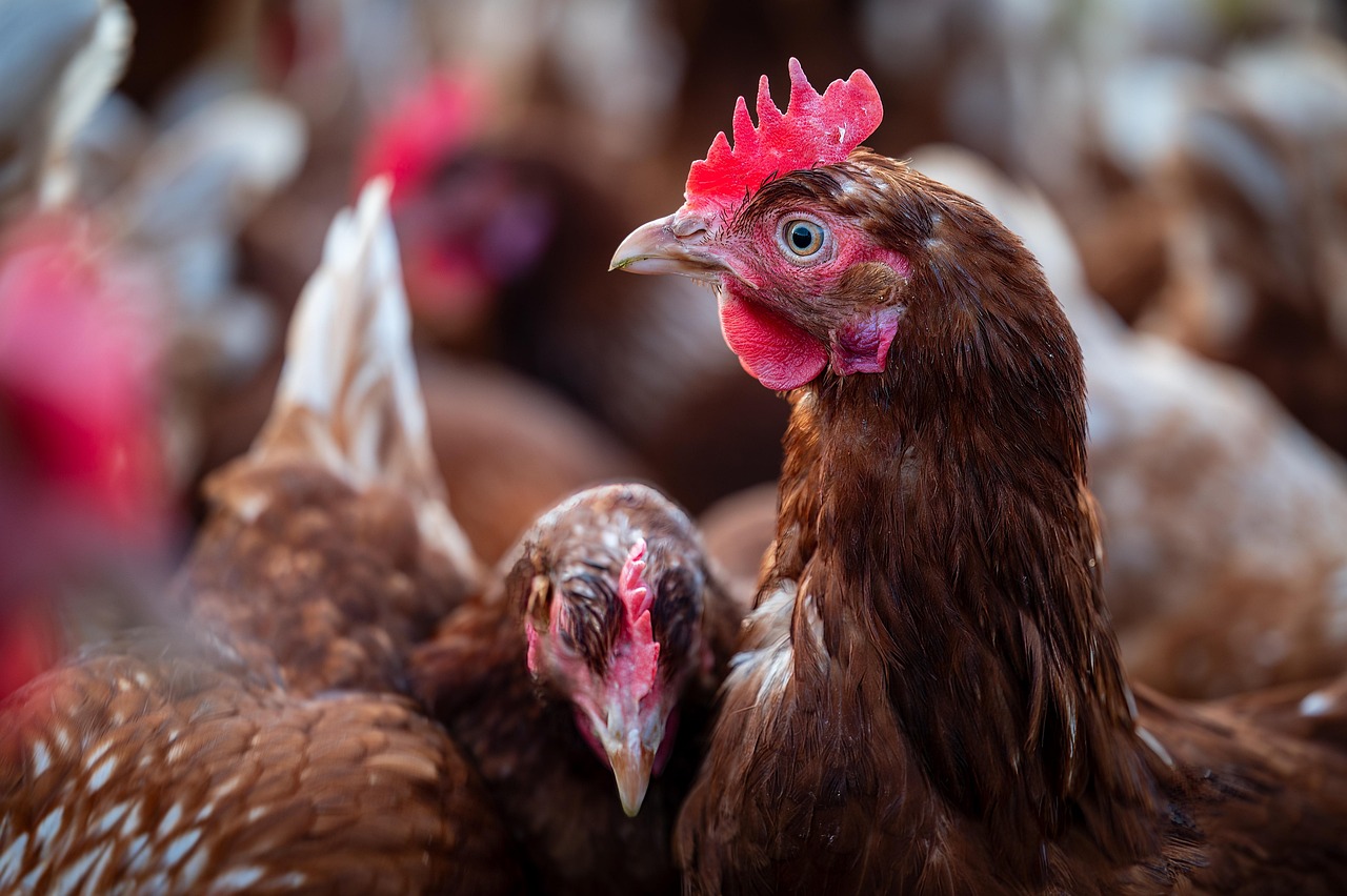 Gallines a una granja.
