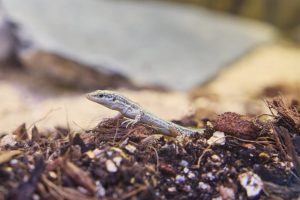Sargantana pitiusa