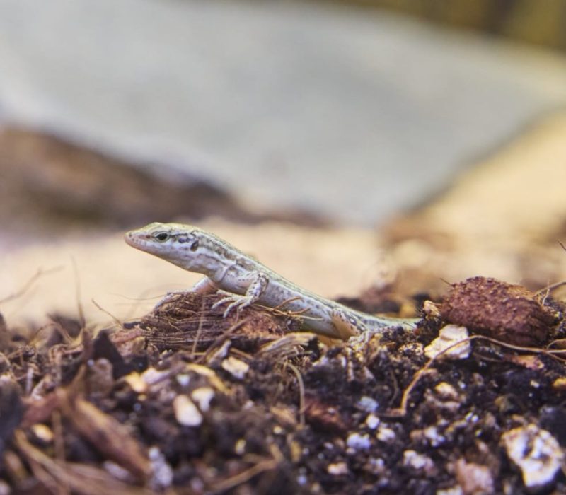 Sargantana pitiusa